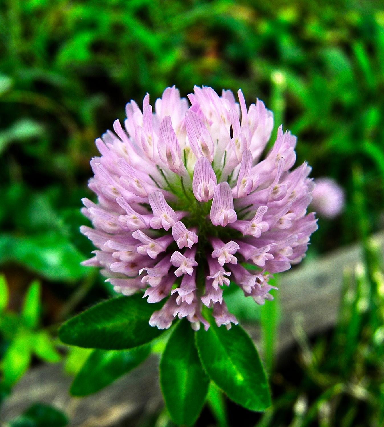 large pink clover - Clover - Kodak Easyshare P880 - Tony Karp, design, art, photography, techno-impressionist, techno-impressionism, aerial photography , drone , drones , dji , mavic pro , video , 3D printing - Books -