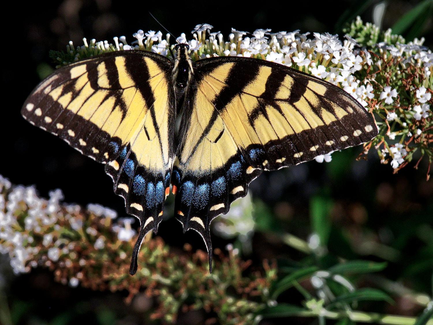 Swallowtail butterfly - Tiger swallowtail butterfly - Kodak Easyshare P880 - Tony Karp, design, art, photography, techno-impressionist, techno-impressionism, aerial photography , drone , drones , dji , mavic pro , video , 3D printing - Books -