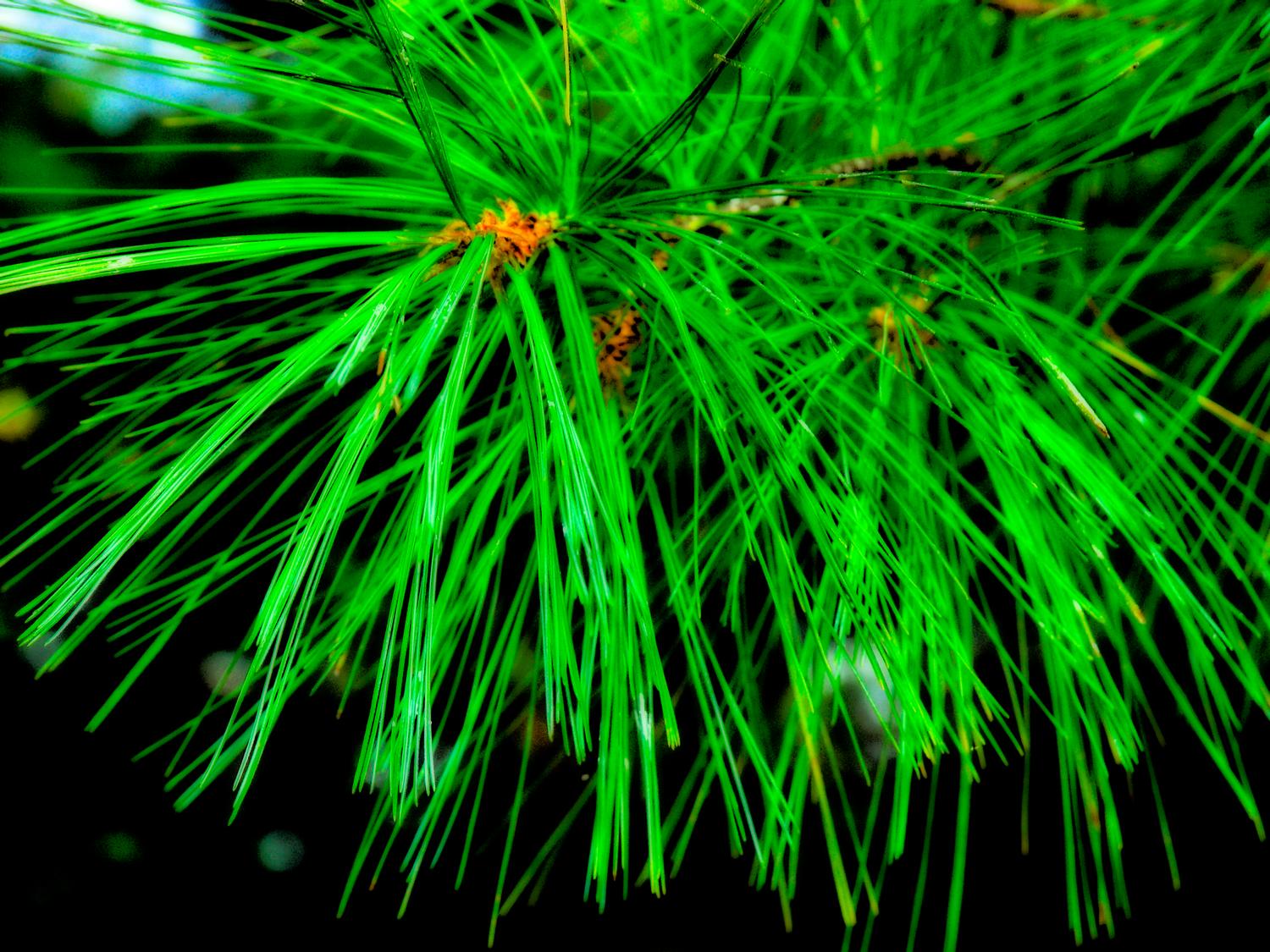  - Pine needles - Kodak Easyshare P880 - Tony Karp, design, art, photography, techno-impressionist, techno-impressionism, aerial photography , drone , drones , dji , mavic pro , video , 3D printing - Books -