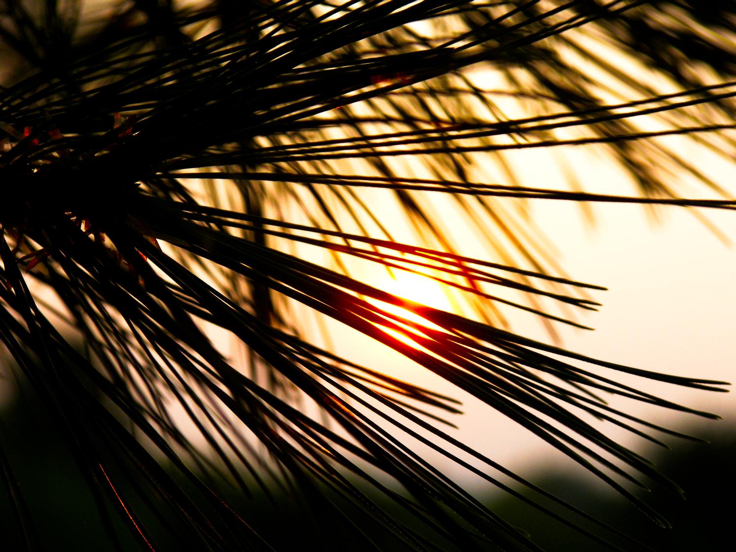 Sunset with pine needles - - Sunset with pine needles - Kodak P880 - Tony Karp, design, art, photography, techno-impressionist, techno-impressionism, aerial photography , drone , drones , dji , mavic pro , video , 3D printing - Books -