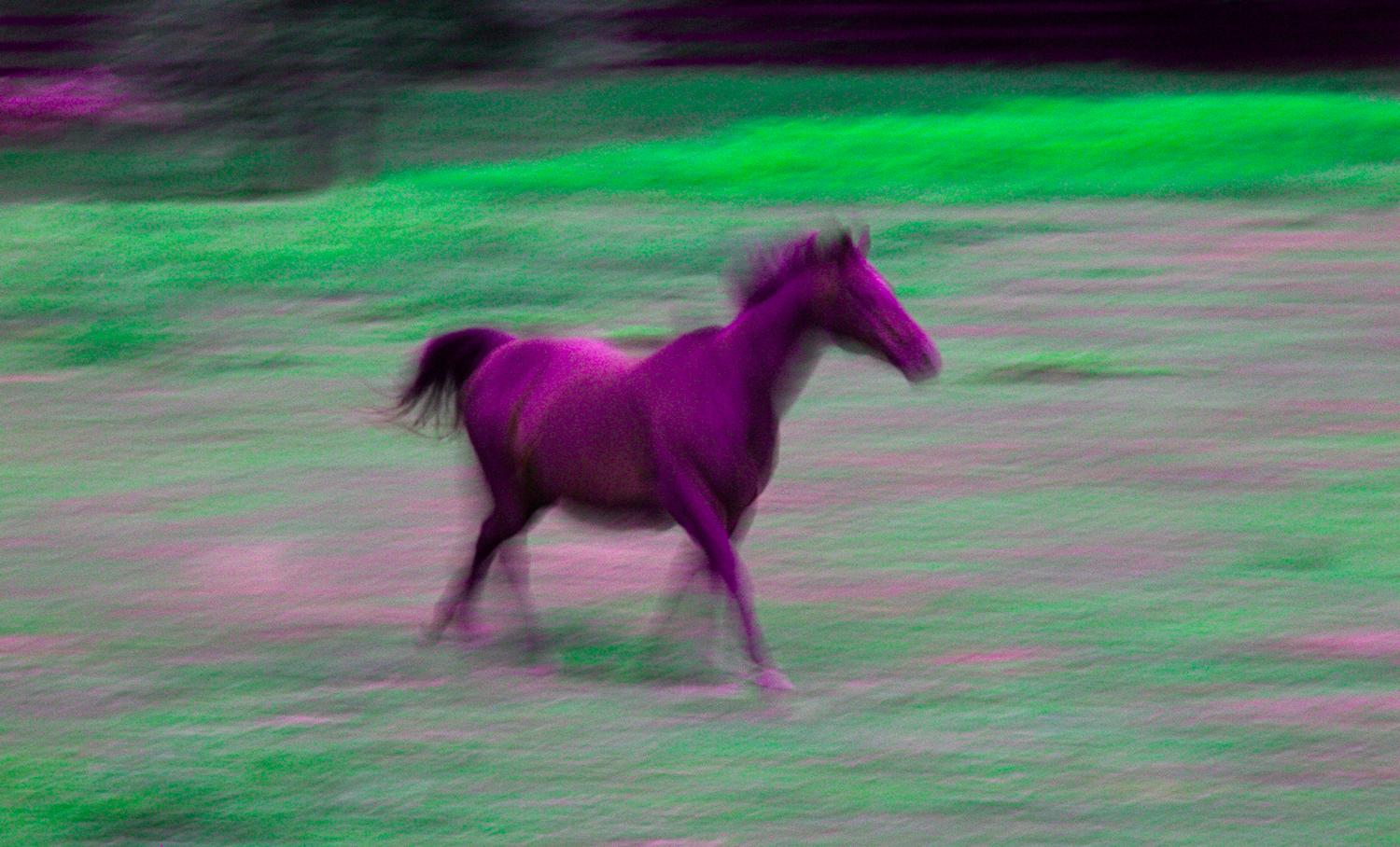 purple horse - Horse of another color - Kodak Easyshare P880 - Tony Karp, design, art, photography, techno-impressionist, techno-impressionism, aerial photography , drone , drones , dji , mavic pro , video , 3D printing - Books -
