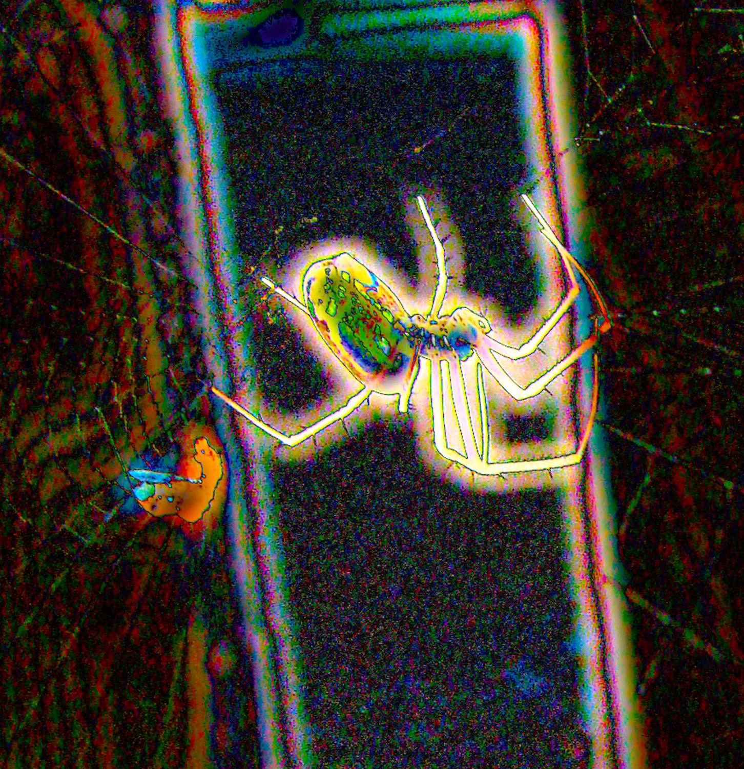  - A magical spider on the fence by the pool - Tony Karp, design, art, photography, techno-impressionist, techno-impressionism, aerial photography , drone , drones , dji , mavic pro , video , 3D printing - Books -