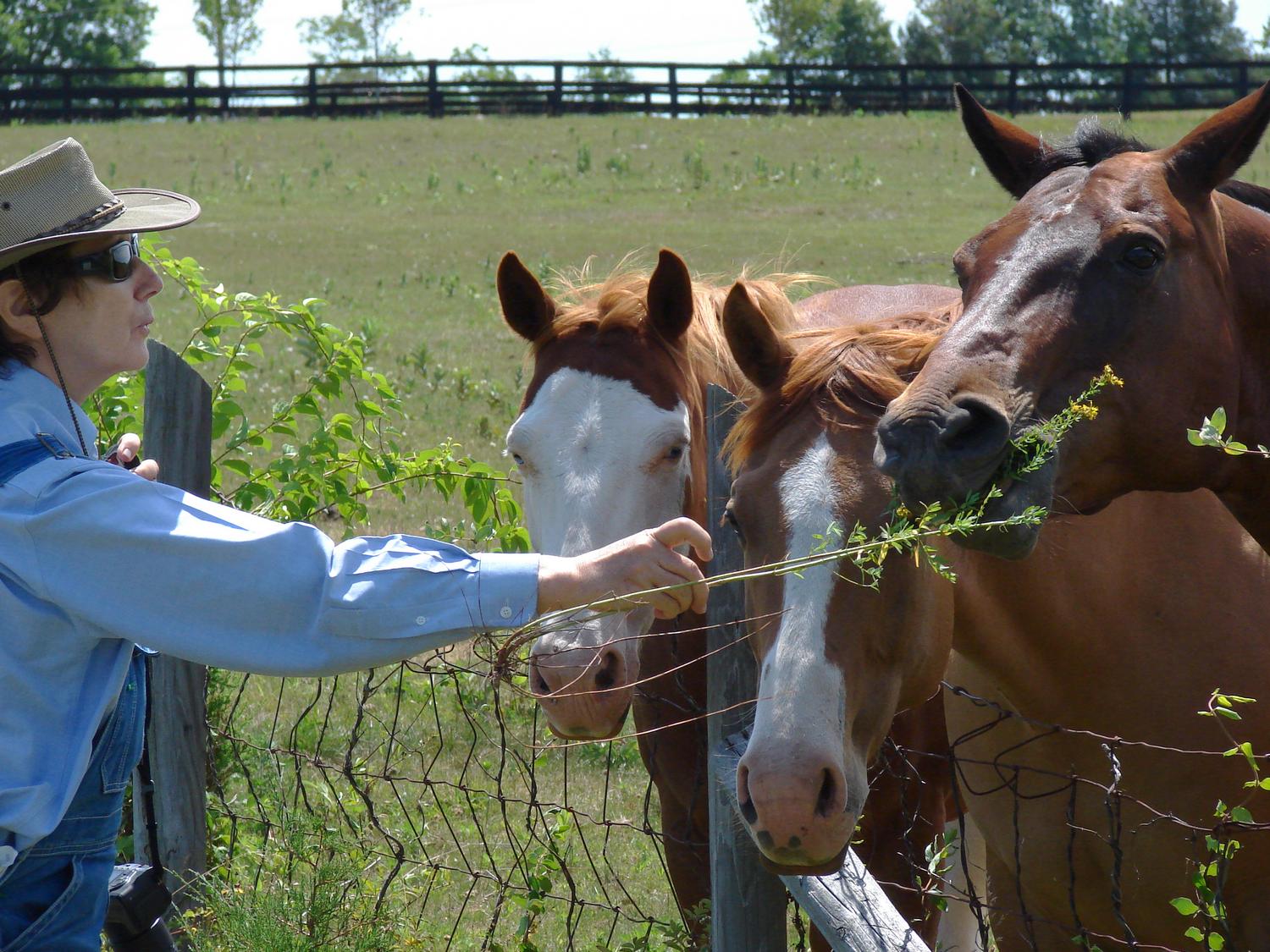 feeding some local horses - Feeding the neighbors - pictures of the Hobbitt - the artist's muse - I did this for Facebook - Tony Karp, design, art, photography, techno-impressionist, techno-impressionism, aerial photography , drone , drones , dji , mavic pro , video , 3D printing - Books -