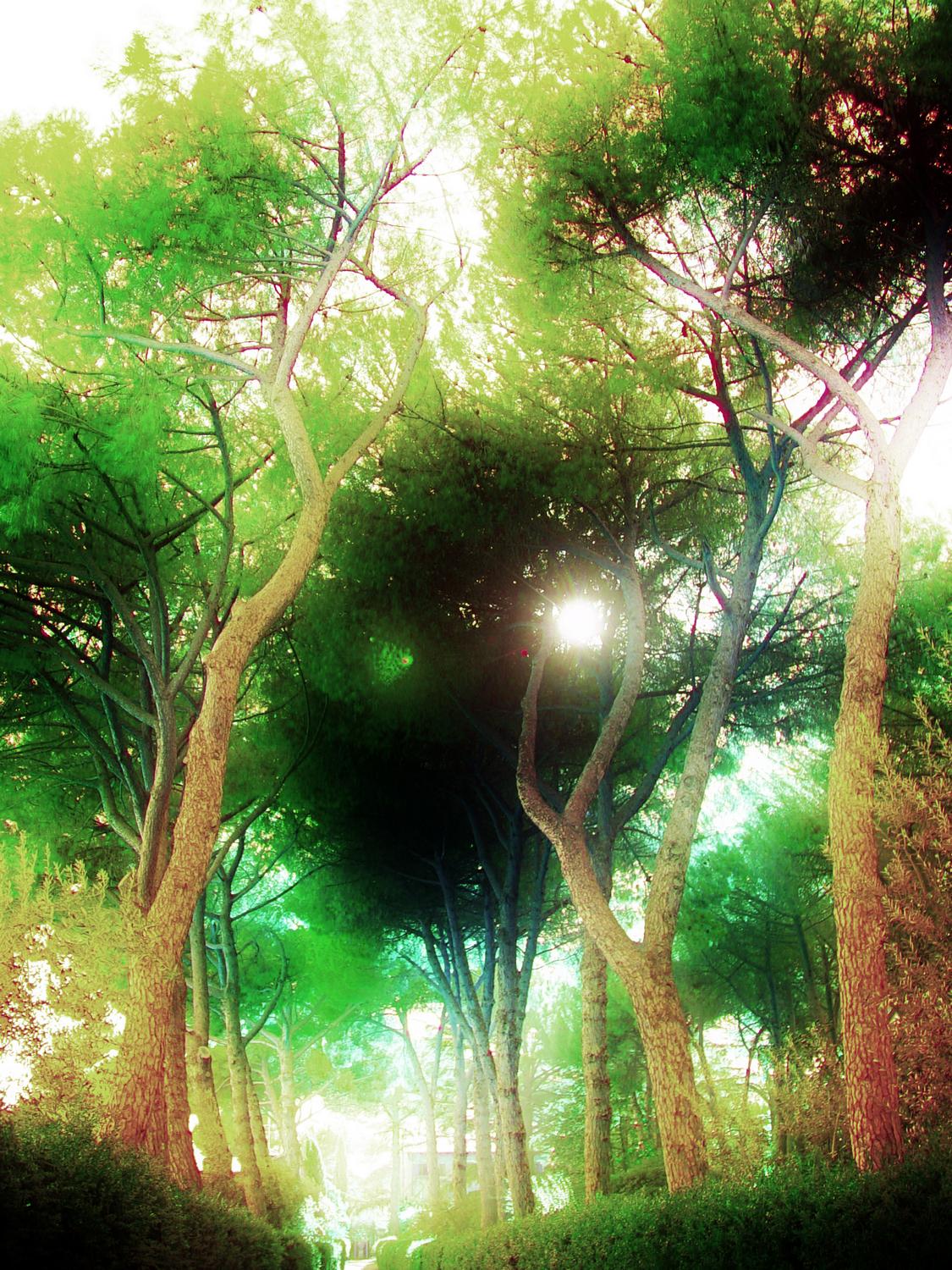  - A fantasy of how my Italian stone pine trees will look when fully grown. - - Italian Stone Pine Tree - Umbrella Pine - Pinus Pinea - - Tony Karp, design, art, photography, techno-impressionist, techno-impressionism, aerial photography , drone , drones , dji , mavic pro , video , 3D printing - Books -