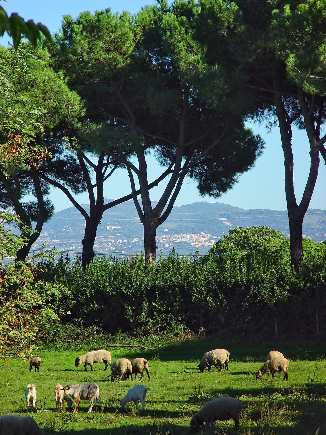  - Sheep in Rome? Yup. We saw this little farm along the Via Appia Antica. Note the characteristic umbrella shape of the stone pine trees in the background. - - Italian Stone Pine Tree - Umbrella Pine - Pinus Pinea - - Tony Karp, design, art, photography, techno-impressionist, techno-impressionism, aerial photography , drone , drones , dji , mavic pro , video , 3D printing - Books -