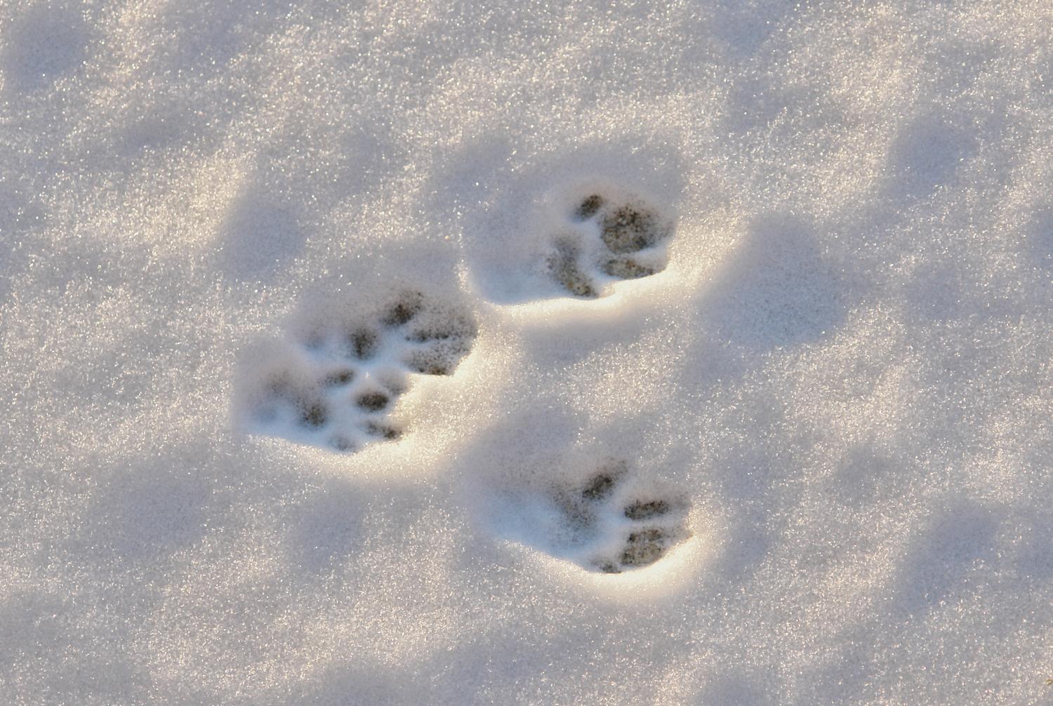  - Squirrel tracks in the snow -  - taken with Sony DSC-R1 - Tony Karp, design, art, photography, techno-impressionist, techno-impressionism, aerial photography , drone , drones , dji , mavic pro , video , 3D printing - Books -