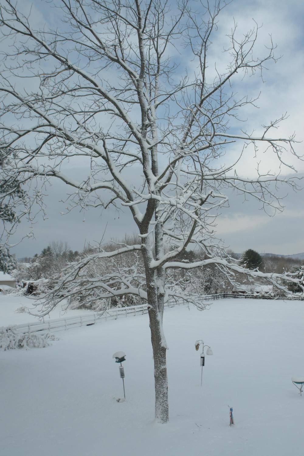  - Black walnut tree with snow topping -  - taken with Sony DSC-R1 - Tony Karp, design, art, photography, techno-impressionist, techno-impressionism, aerial photography , drone , drones , dji , mavic pro , video , 3D printing - Books -