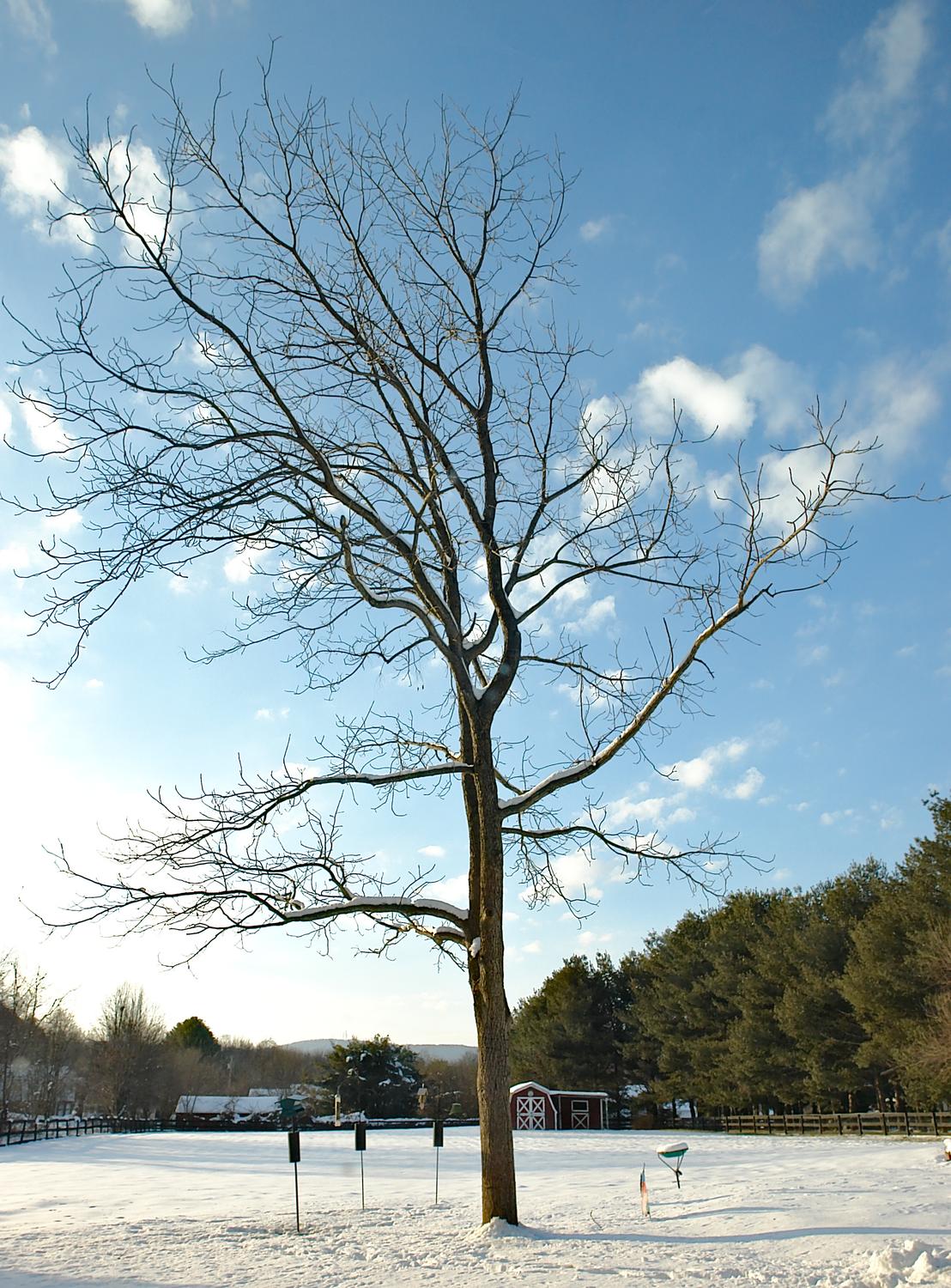  - Black walnut tree on a sunny winter day -  - taken with Sony DSC-R1 - Tony Karp, design, art, photography, techno-impressionist, techno-impressionism, aerial photography , drone , drones , dji , mavic pro , video , 3D printing - Books -