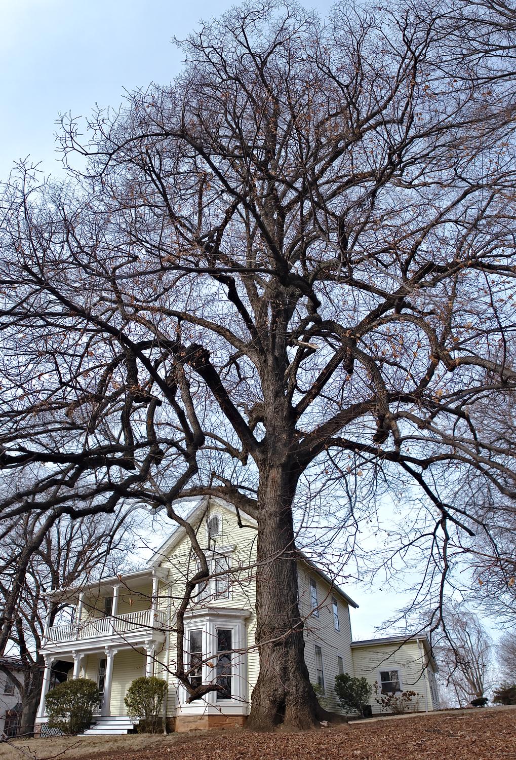  - House with a monster tree. -  - taken with Sony DSC-R1 - Warrenton, Virginia - Tony Karp, design, art, photography, techno-impressionist, techno-impressionism, aerial photography , drone , drones , dji , mavic pro , video , 3D printing - Books -