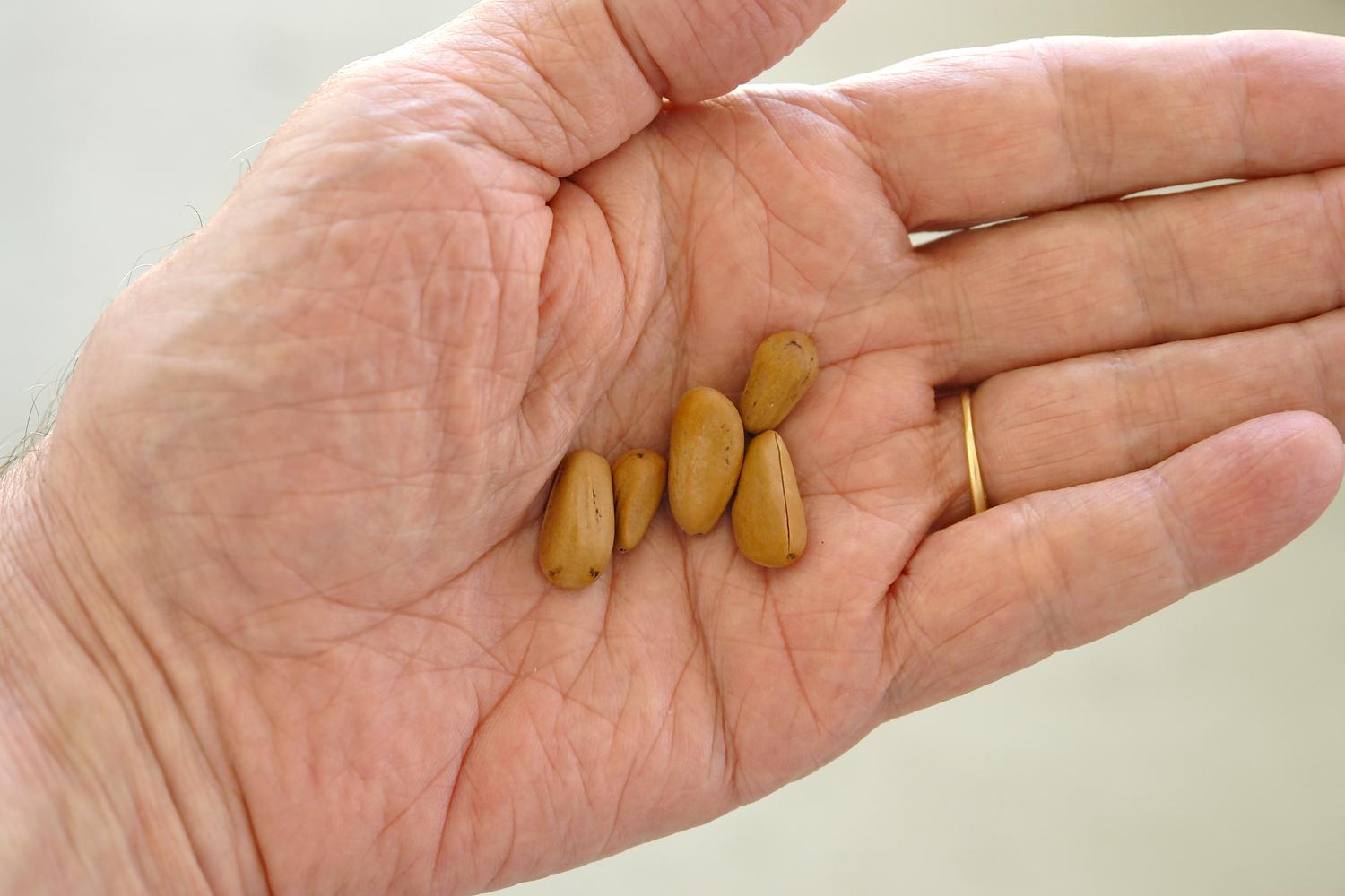  - Nope, it's not magic beans to grow a beanstalk. These are seeds for my new pine trees. - - Italian Stone Pine Tree - Umbrella Pine - Pinus Pinea - - Tony Karp, design, art, photography, techno-impressionist, techno-impressionism, aerial photography , drone , drones , dji , mavic pro , video , 3D printing - Books -
