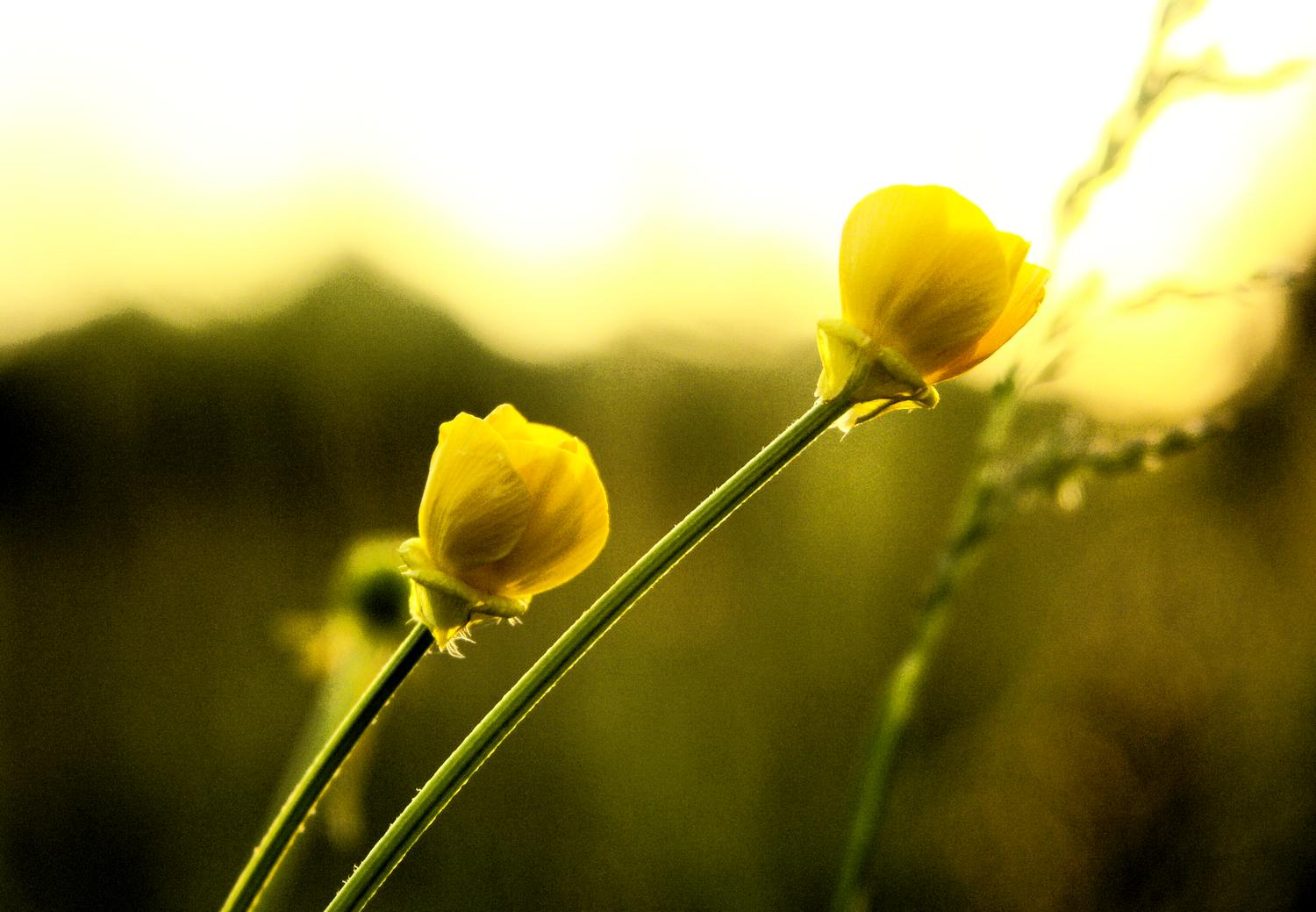 buttercups at sunset - Behind the house at sunset - Tony Karp, design, art, photography, techno-impressionist, techno-impressionism, aerial photography , drone , drones , dji , mavic pro , video , 3D printing - Books -