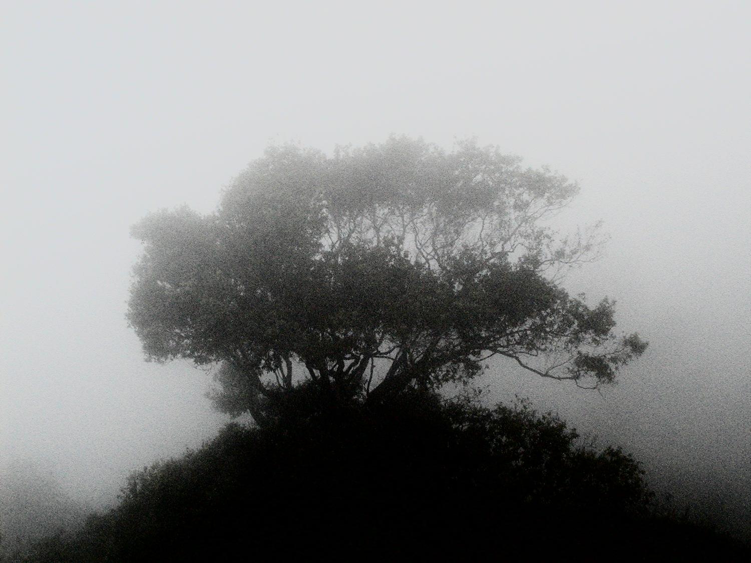  - In the morning fog. - - Olympus C-2100UZ - Olympus C-2100 Ultra Zoom - Tony Karp, design, art, photography, techno-impressionist, techno-impressionism, aerial photography , drone , drones , dji , mavic pro , video , 3D printing - Books -