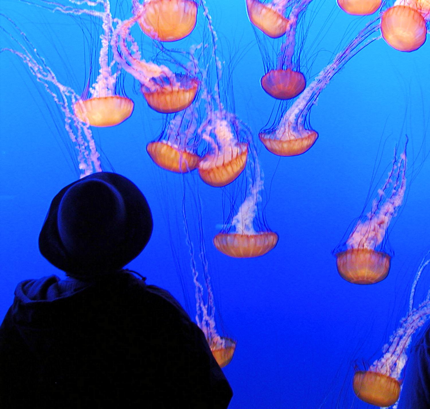  - The Hobbitt watches the jellyfish at the aquarium. - - Olympus C-2100UZ - Olympus C-2100 Ultra Zoom - Tony Karp, design, art, photography, techno-impressionist, techno-impressionism, aerial photography , drone , drones , dji , mavic pro , video , 3D printing - Books -