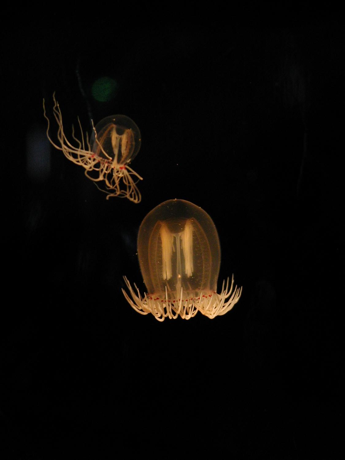  - Itty bitty jellyfish. - - Olympus C-2100UZ - Olympus C-2100 Ultra Zoom - Tony Karp, design, art, photography, techno-impressionist, techno-impressionism, aerial photography , drone , drones , dji , mavic pro , video , 3D printing - Books -
