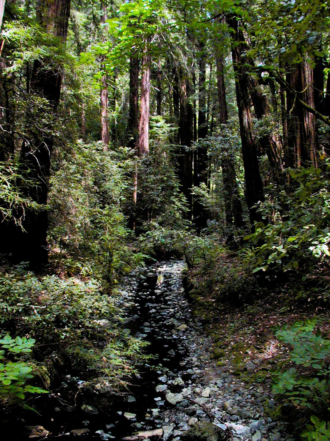 - Another view of the Muir Woods. - - Olympus C-2100UZ - Olympus C-2100 Ultra Zoom - Tony Karp, design, art, photography, techno-impressionist, techno-impressionism, aerial photography , drone , drones , dji , mavic pro , video , 3D printing - Books -