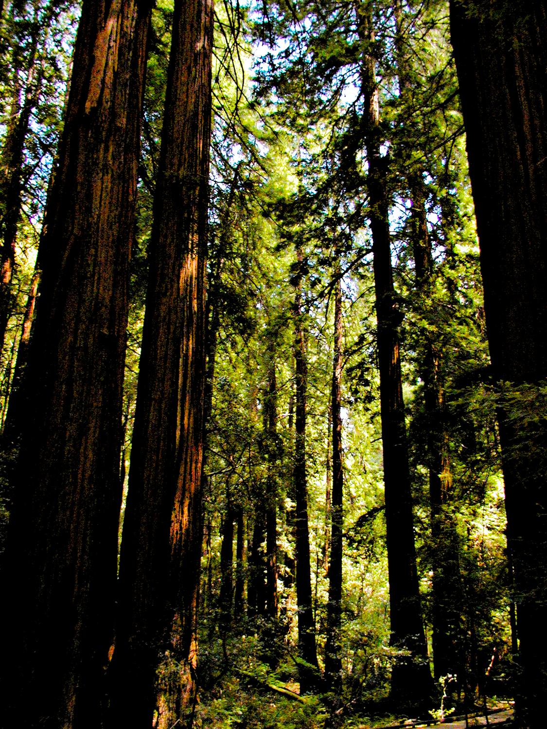  - Really tall trees in the Muir Woods. - - Olympus C-2100UZ - Olympus C-2100 Ultra Zoom - Tony Karp, design, art, photography, techno-impressionist, techno-impressionism, aerial photography , drone , drones , dji , mavic pro , video , 3D printing - Books -