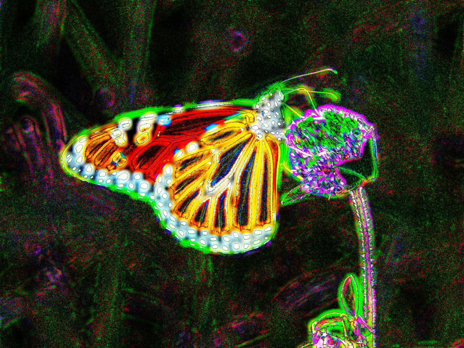  - A magic butterfly on one of my clovers - Tony Karp, design, art, photography, techno-impressionist, techno-impressionism, aerial photography , drone , drones , dji , mavic pro , video , 3D printing - Books -