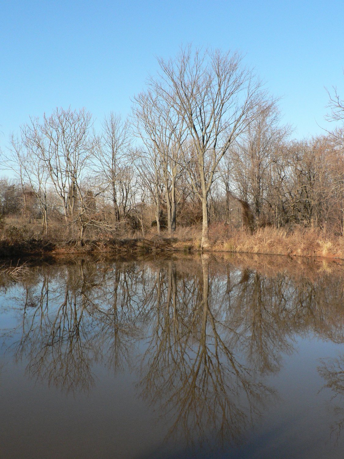 Tree reflected in water at Ida Lee park - - Here's the starting point - Ida Lee Park, Leesburg Virginia - Panasonic DMC-FZ5 - Tony Karp, design, art, photography, techno-impressionist, techno-impressionism, aerial photography , drone , drones , dji , mavic pro , video , 3D printing - Books -