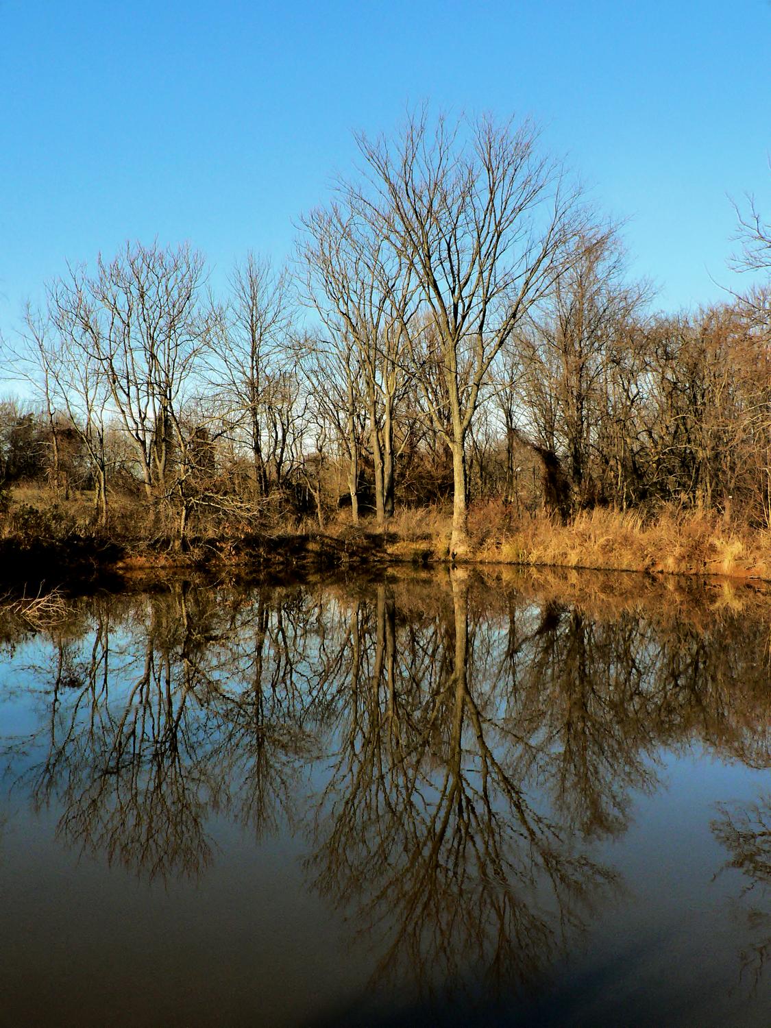 Tree reflected in water at Ida Lee park #2 - - As a first step, the image is strengthened - Ida Lee Park, Leesburg Virginia - Panasonic DMC-FZ5 - Tony Karp, design, art, photography, techno-impressionist, techno-impressionism, aerial photography , drone , drones , dji , mavic pro , video , 3D printing - Books -