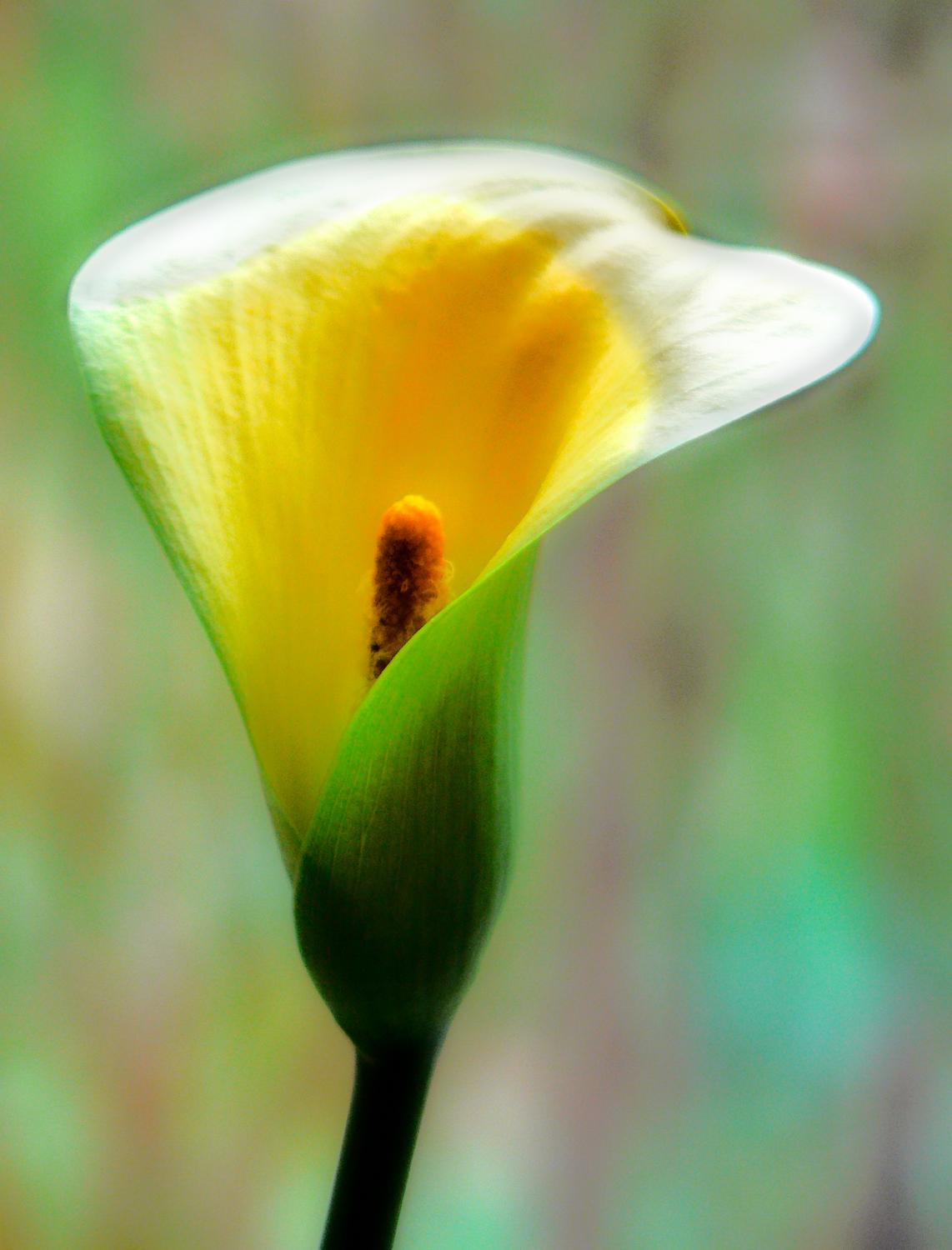 a lily - The Hobbitt grew this - Tony Karp, design, art, photography, techno-impressionist, techno-impressionism, aerial photography , drone , drones , dji , mavic pro , video , 3D printing - Books -