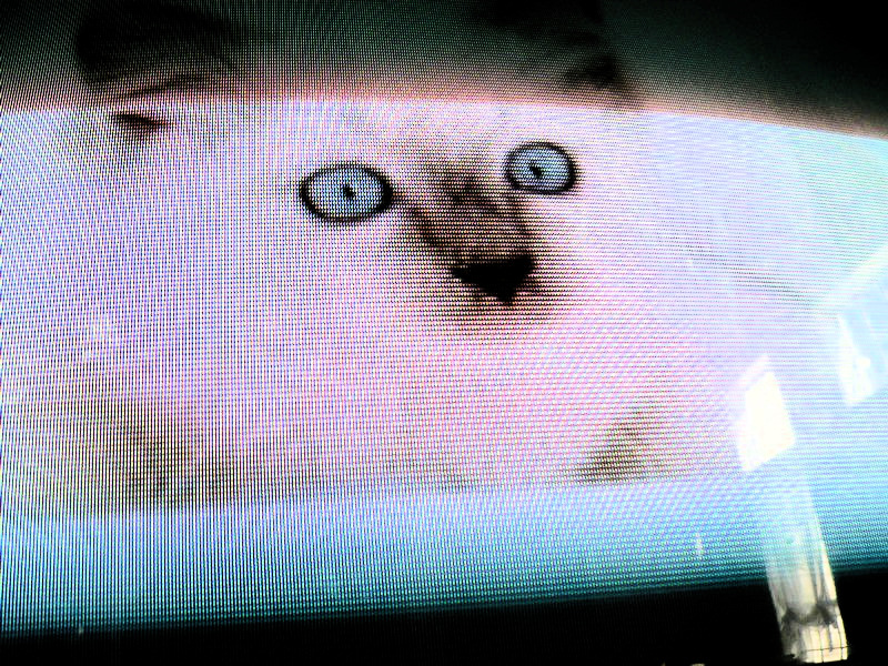  - This is a picture of a cat on the TV.. - Pictures taken by my granddaughter - Tony Karp, design, art, photography, techno-impressionist, techno-impressionism, aerial photography , drone , drones , dji , mavic pro , video , 3D printing - Books -