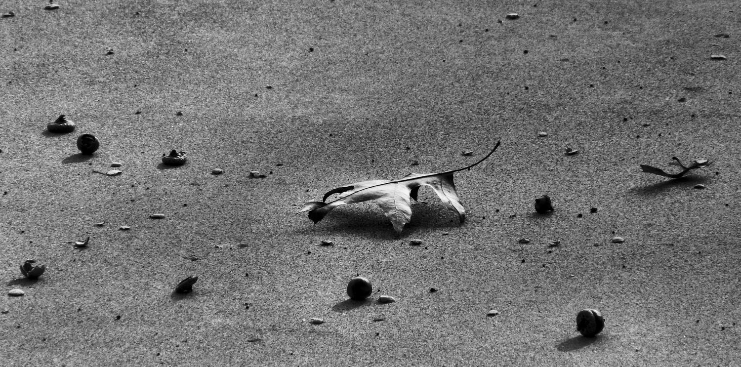black and white leaf against concrete - Autumn - Panasonic DMC-FZ18 - Tony Karp, design, art, photography, techno-impressionist, techno-impressionism, aerial photography , drone , drones , dji , mavic pro , video , 3D printing - Books -