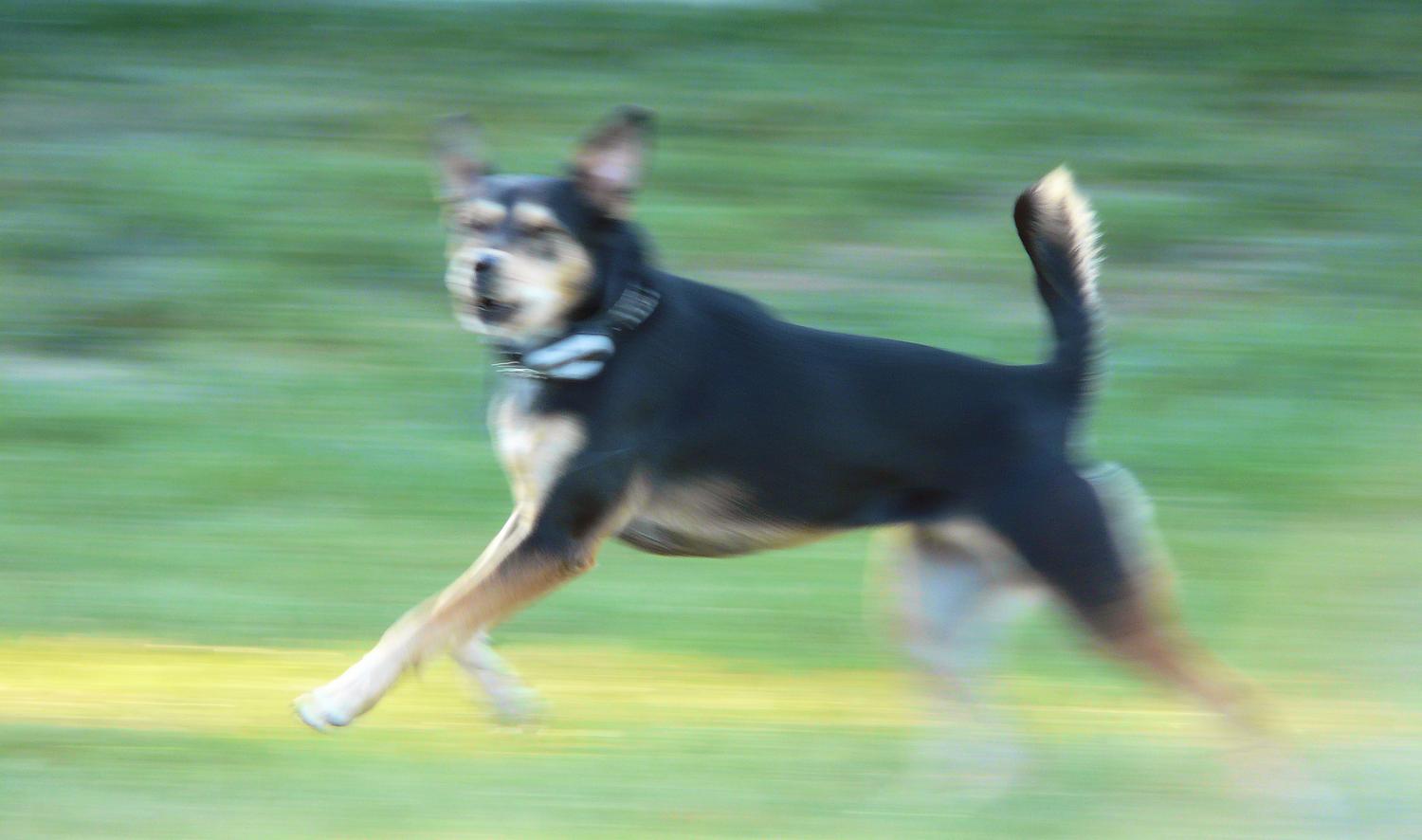 Sproinging dog, running like Tigger in Winnie the Pooh - Action!! - Tony Karp, design, art, photography, techno-impressionist, techno-impressionism, aerial photography , drone , drones , dji , mavic pro , video , 3D printing - Books -