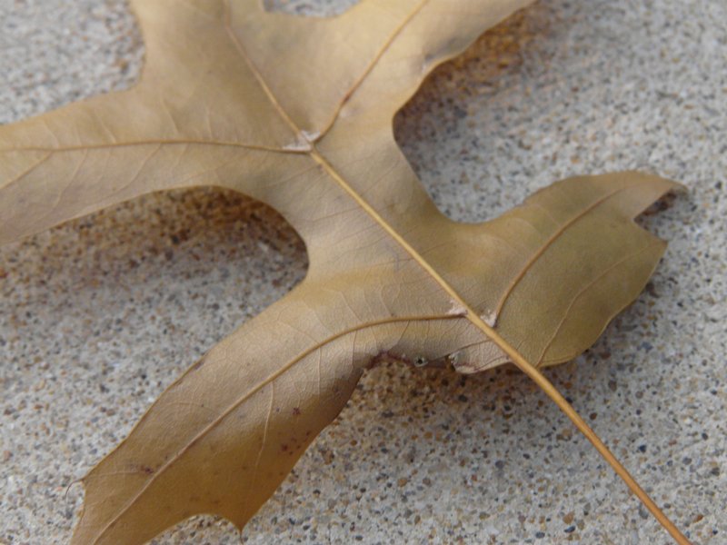  - This is a close-up of a leaf. - Pictures taken by my granddaughter - Tony Karp, design, art, photography, techno-impressionist, techno-impressionism, aerial photography , drone , drones , dji , mavic pro , video , 3D printing - Books -