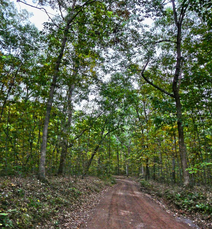 Road with trees - Restored to daylight - Panasonic DMC-FZ18 - Tony Karp, design, art, photography, techno-impressionist, techno-impressionism, aerial photography , drone , drones , dji , mavic pro , video , 3D printing - Books -