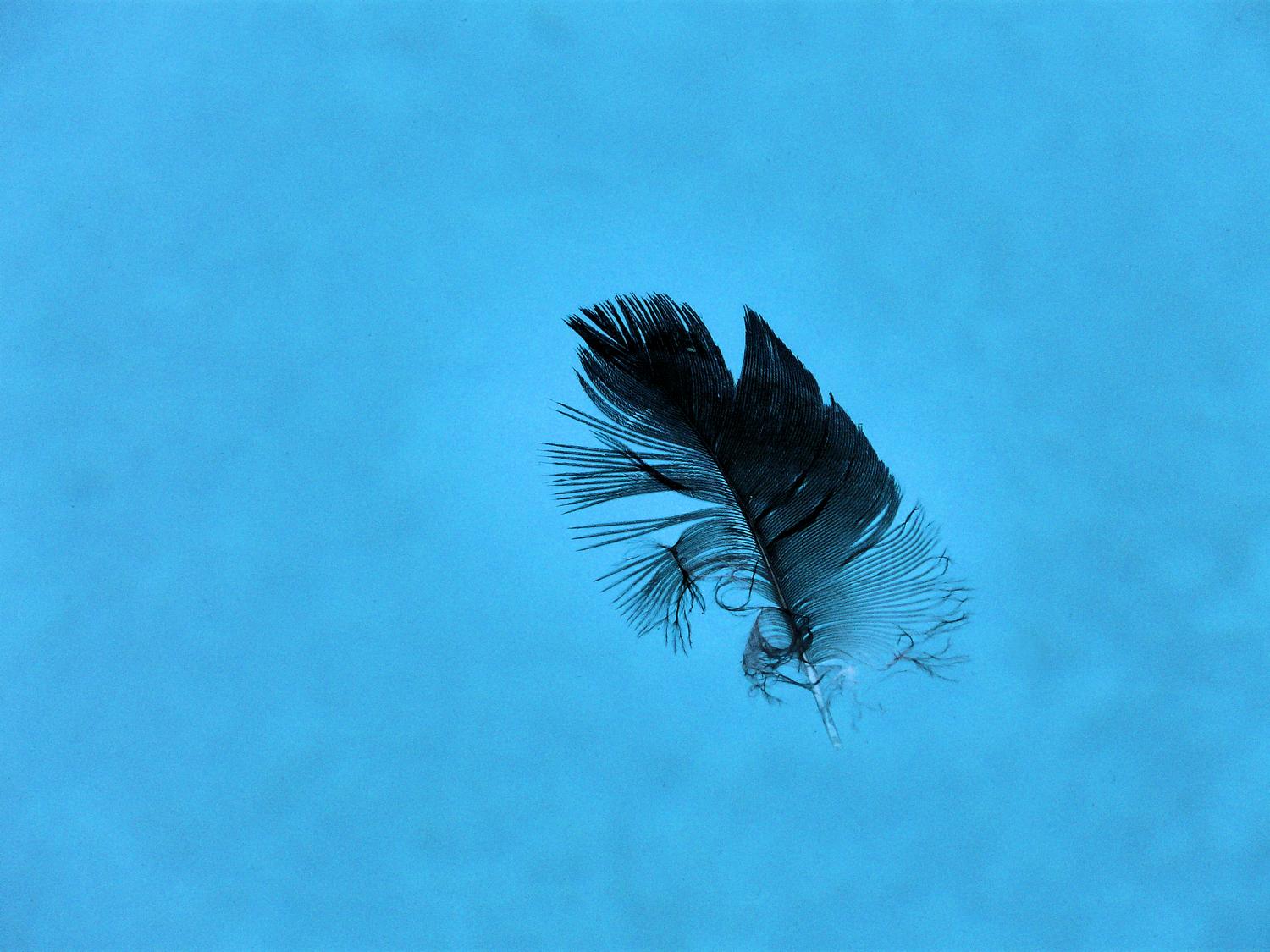  - Feather in the water - Panasonic DMC-FZ18 - Tony Karp, design, art, photography, techno-impressionist, techno-impressionism, aerial photography , drone , drones , dji , mavic pro , video , 3D printing - Books -