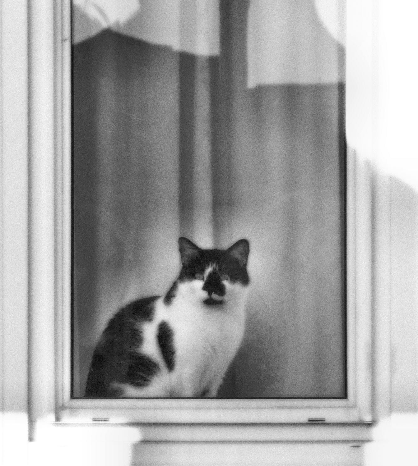 Cat in the window - - Cat puzzle - Panasonic DMC-FZ18 - Tony Karp, design, art, photography, techno-impressionist, techno-impressionism, aerial photography , drone , drones , dji , mavic pro , video , 3D printing - Books -