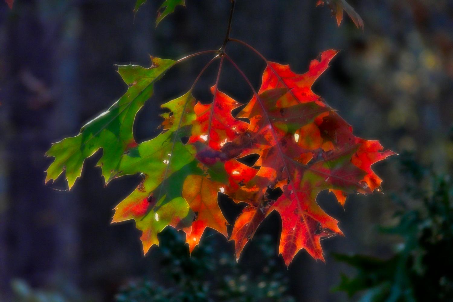 Autumn leaves - red against green - Some autumn color - Panasonic DMC-FZ18 - Tony Karp, design, art, photography, techno-impressionist, techno-impressionism, aerial photography , drone , drones , dji , mavic pro , video , 3D printing - Books -