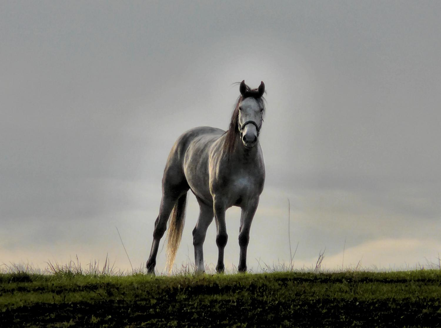 Horse against the sky - mustang - feral horse - One of my neighbors - Panasonic DMC-FZ18 - Tony Karp, design, art, photography, techno-impressionist, techno-impressionism, aerial photography , drone , drones , dji , mavic pro , video , 3D printing - Books -