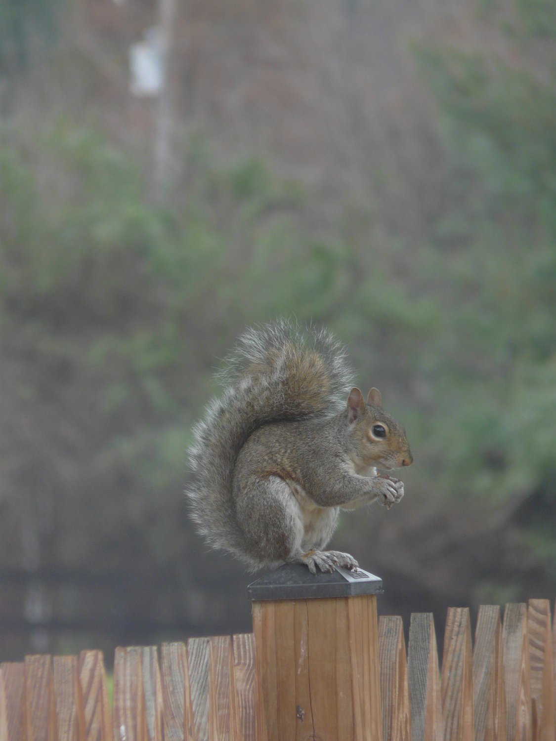 Just a quick grab shot of a squirrel sitting on a fence post by my studio - Here's the original - Panasonic DMC-FZ18 - 1/125sec - F4.2 - ISO 125 - Panasonic DMC-FZ18 - Tony Karp, design, art, photography, techno-impressionist, techno-impressionism, aerial photography , drone , drones , dji , mavic pro , video , 3D printing - Books -