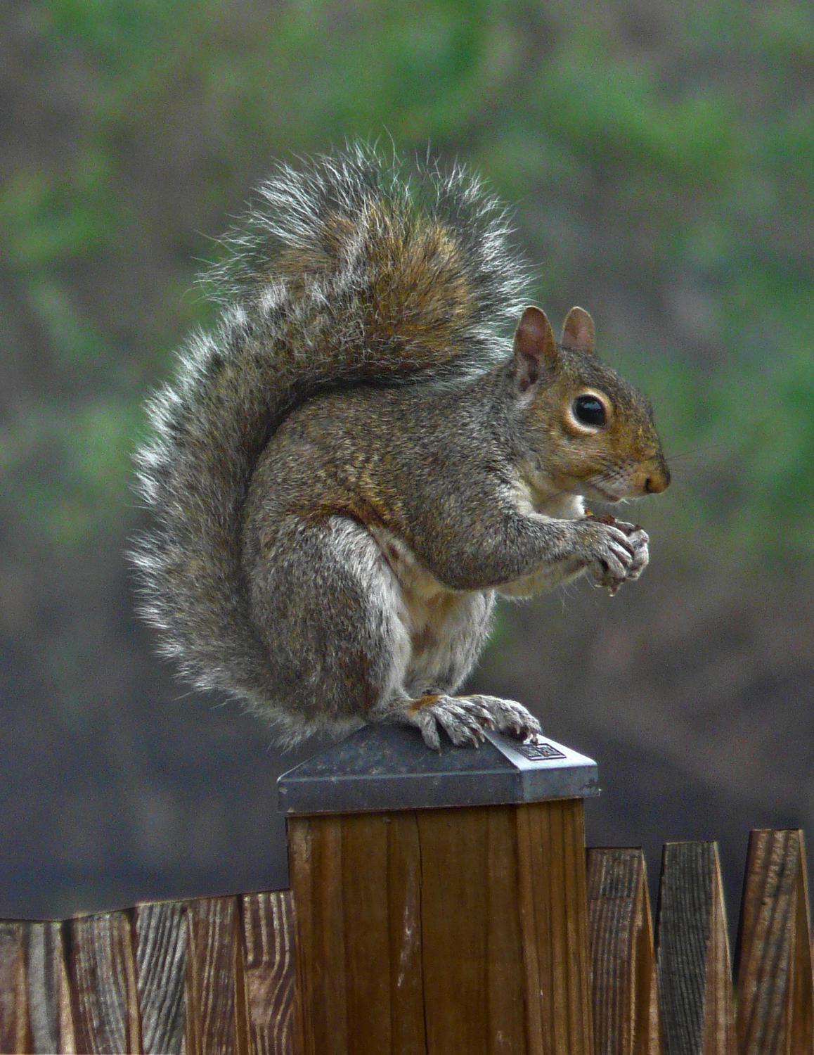  - Mr. Squirrel, post-processed in LightZone 3 - Panasonic DMC-FZ18 - Tony Karp, design, art, photography, techno-impressionist, techno-impressionism, aerial photography , drone , drones , dji , mavic pro , video , 3D printing - Books -