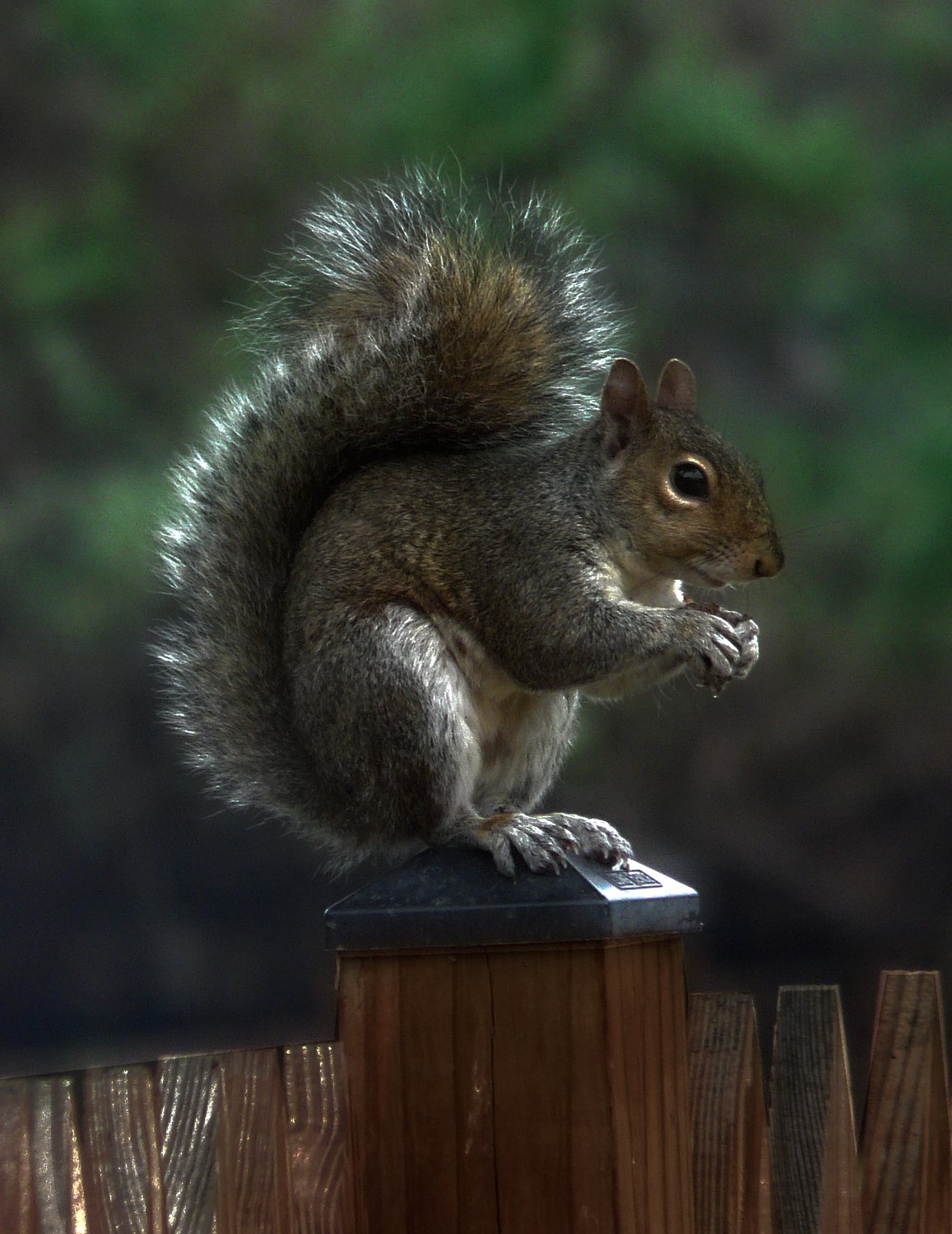  - The dark side of Mr. Squirrel - Panasonic DMC-FZ18 - Tony Karp, design, art, photography, techno-impressionist, techno-impressionism, aerial photography , drone , drones , dji , mavic pro , video , 3D printing - Books -