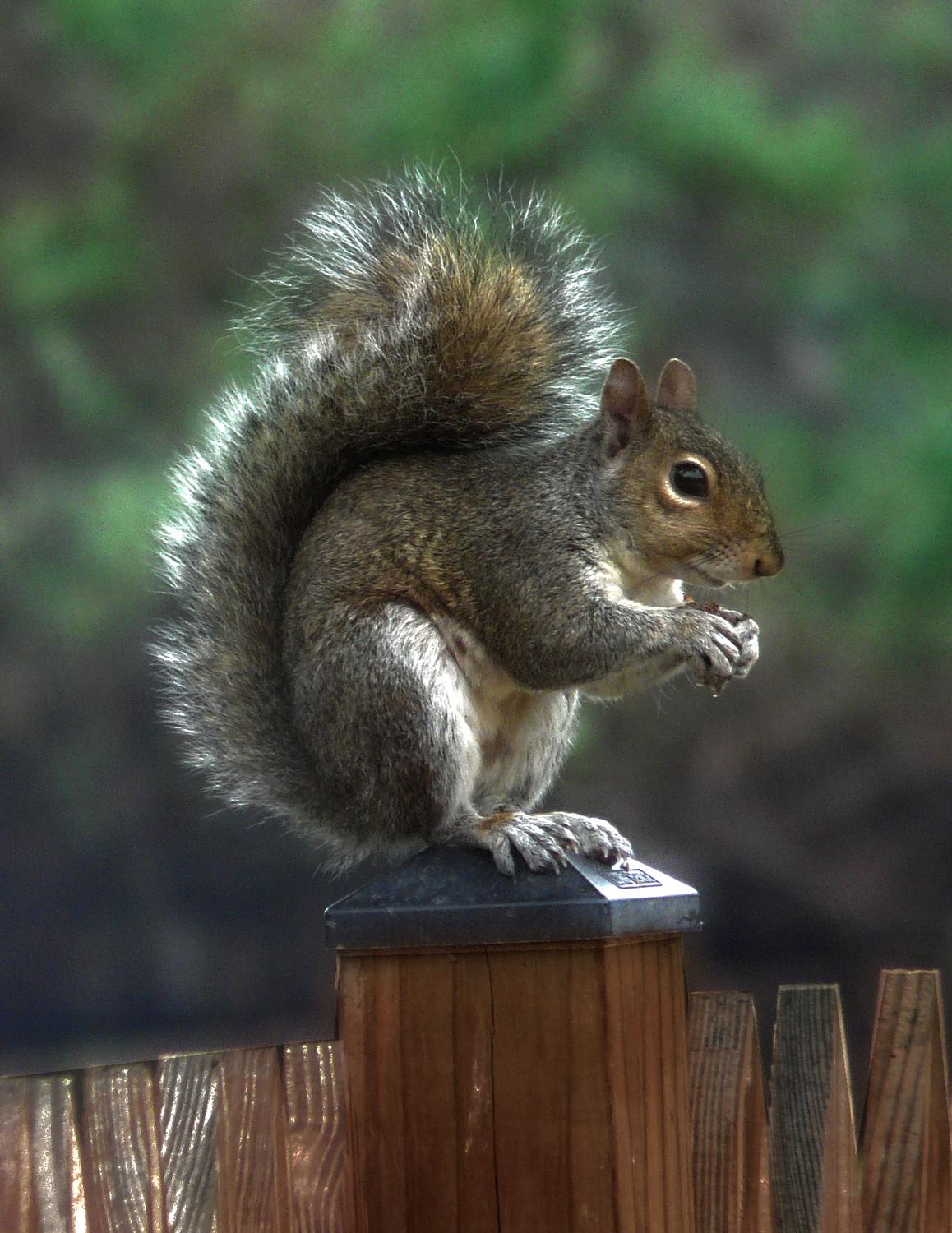 Mr. Squirrel final picture - This is my favorite - Panasonic DMC-FZ18 - Tony Karp, design, art, photography, techno-impressionist, techno-impressionism, aerial photography , drone , drones , dji , mavic pro , video , 3D printing - Books -