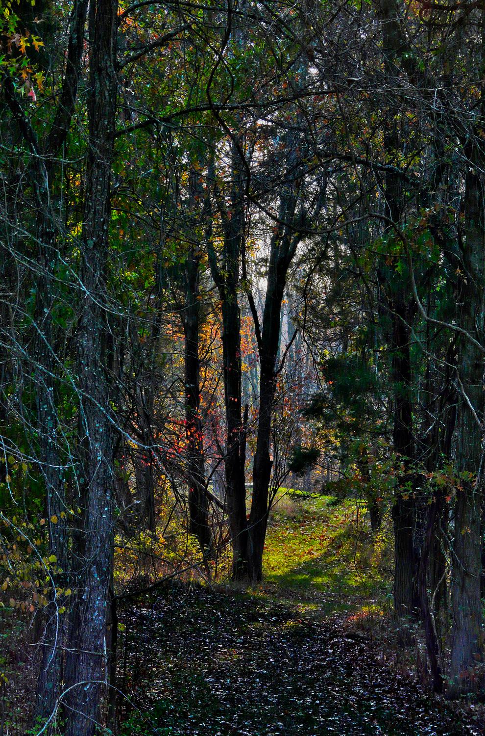  - A magical place in the forest - Panasonic DMC-FZ18 - Tony Karp, design, art, photography, techno-impressionist, techno-impressionism, aerial photography , drone , drones , dji , mavic pro , video , 3D printing - Books -