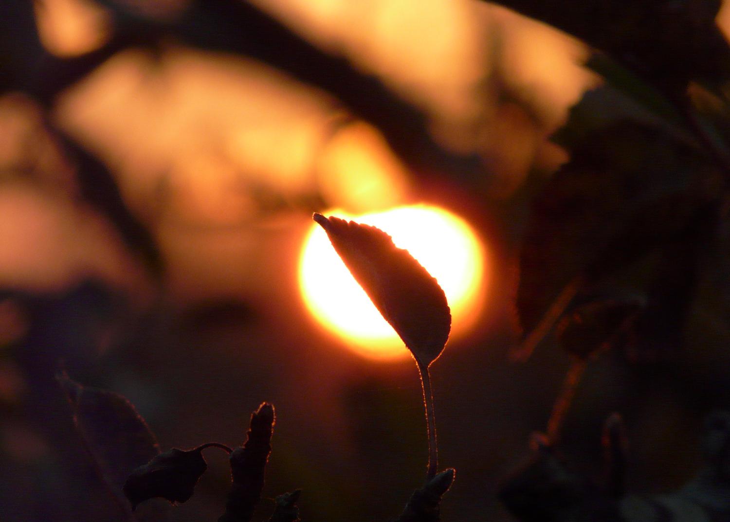  - Sunrise behind a leaf - Panasonic DMC-FZ18 - Tony Karp, design, art, photography, techno-impressionist, techno-impressionism, aerial photography , drone , drones , dji , mavic pro , video , 3D printing - Books -