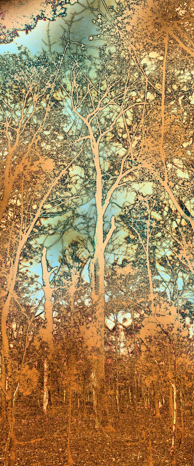  - Art Nouveau trees - Panasonic DMC-FZ18 - Tony Karp, design, art, photography, techno-impressionist, techno-impressionism, aerial photography , drone , drones , dji , mavic pro , video , 3D printing - Books -