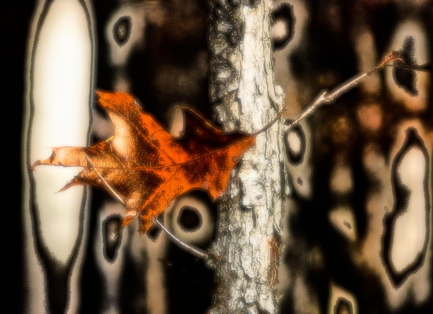  - Mr. Leaf looks into the time portal and sees the future - Panasonic DMC-FZ18 - Tony Karp, design, art, photography, techno-impressionist, techno-impressionism, aerial photography , drone , drones , dji , mavic pro , video , 3D printing - Books -