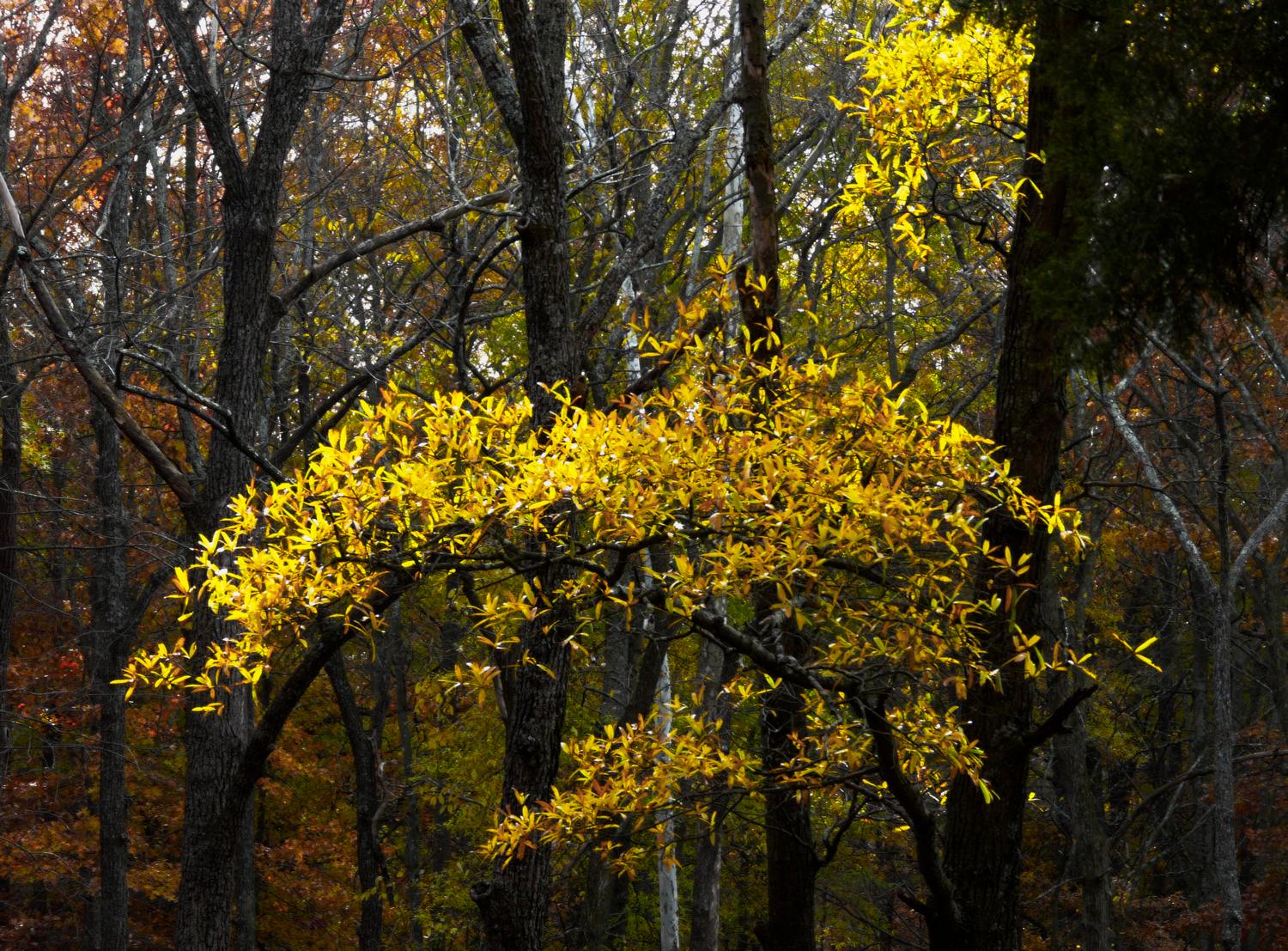 a spray of yellow leaves against a dark background - A spray of autumn - Panasonic DMC-FZ18 - Tony Karp, design, art, photography, techno-impressionist, techno-impressionism, aerial photography , drone , drones , dji , mavic pro , video , 3D printing - Books -