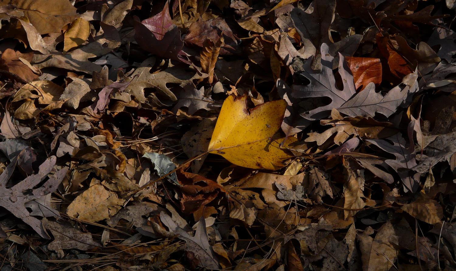 a leaf on the road - An autumn still life - Panasonic DMC-FZ18 - Tony Karp, design, art, photography, techno-impressionist, techno-impressionism, aerial photography , drone , drones , dji , mavic pro , video , 3D printing - Books -