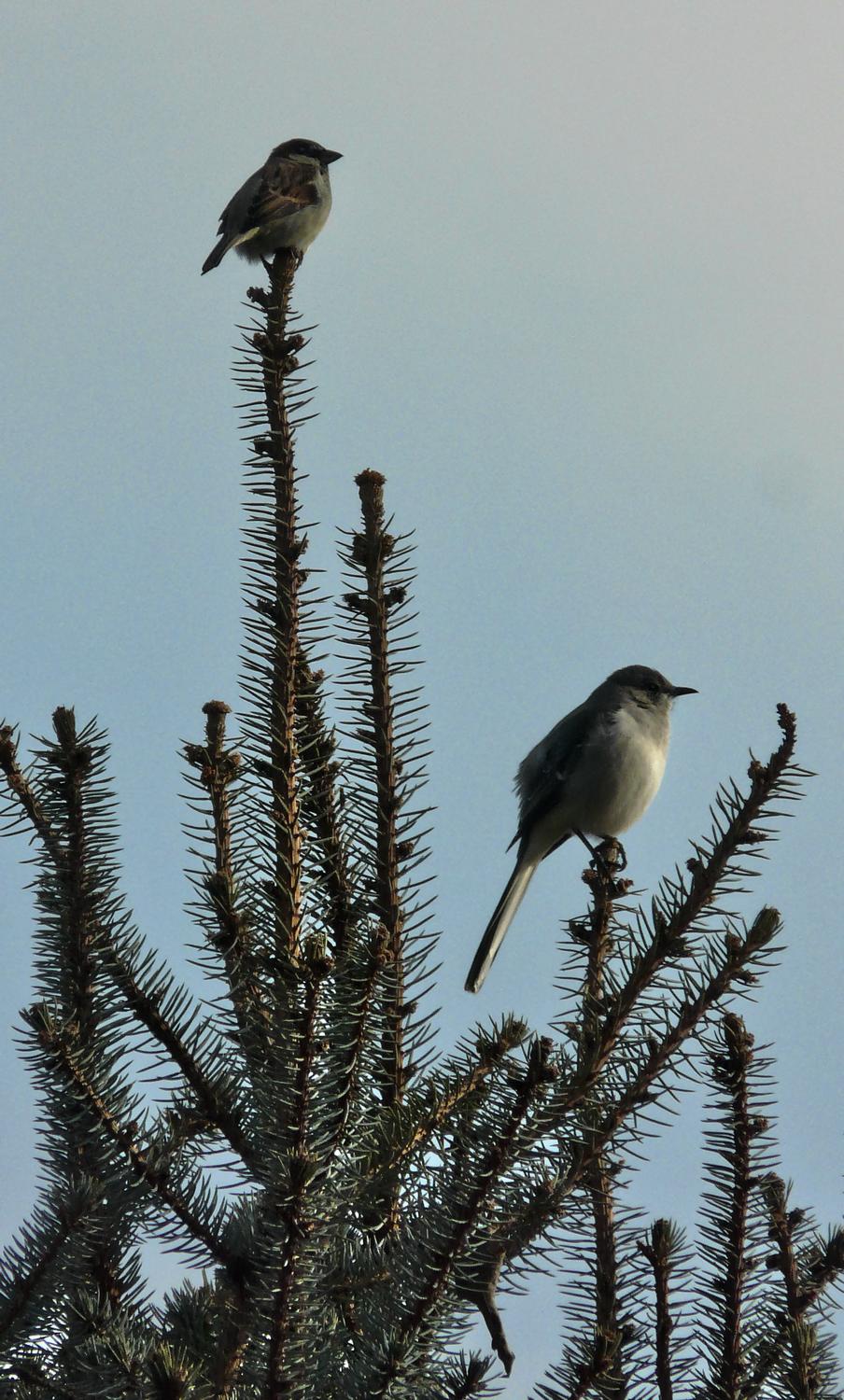 two birds on a pine tree - Watchbirds - Panasonic DMC-FZ18 - Tony Karp, design, art, photography, techno-impressionist, techno-impressionism, aerial photography , drone , drones , dji , mavic pro , video , 3D printing - Books -