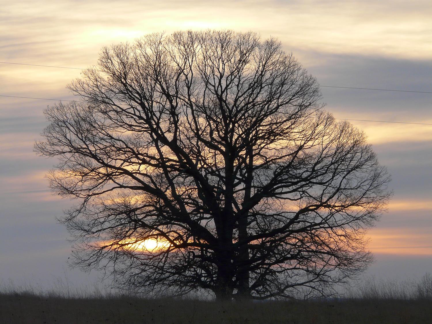  - The interesting, ball-shaped tree. -  - Panasonic DMC-FZ5 - Tony Karp, design, art, photography, techno-impressionist, techno-impressionism, aerial photography , drone , drones , dji , mavic pro , video , 3D printing - Books -