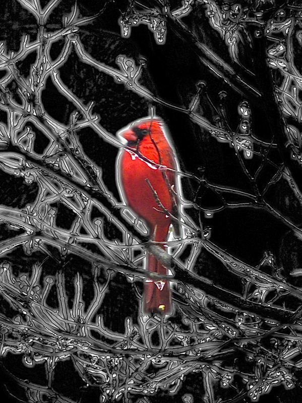  - Cardinal on an icy dogwood tree - Panasonic DMC-FZ18 - Tony Karp, design, art, photography, techno-impressionist, techno-impressionism, aerial photography , drone , drones , dji , mavic pro , video , 3D printing - Books -