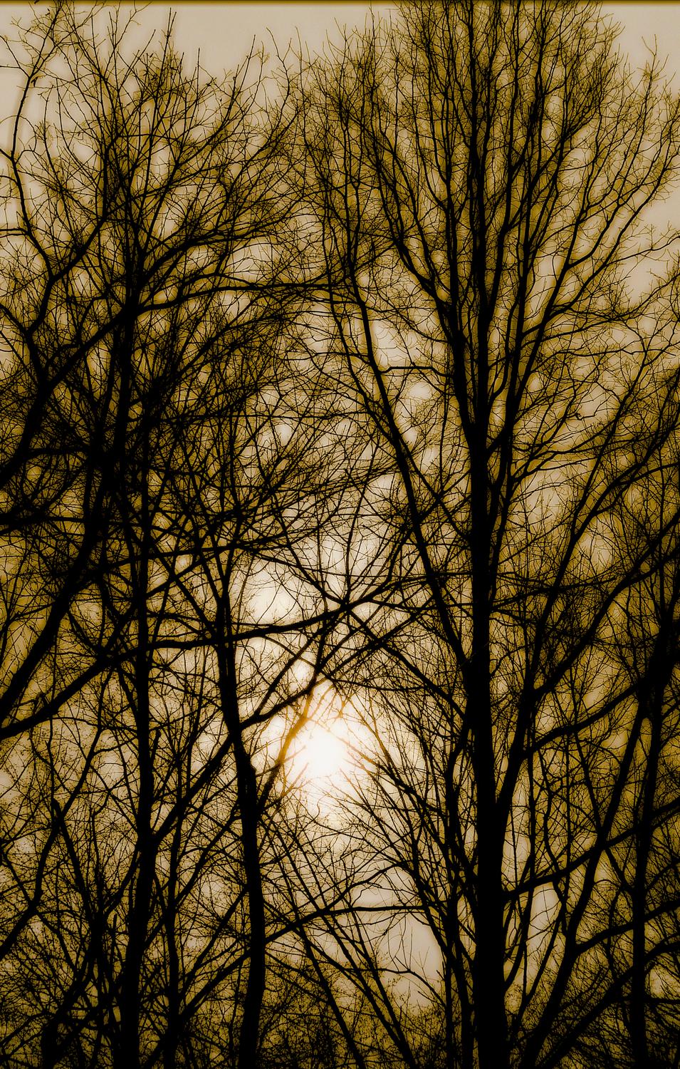  - Illuminated trees - Panasonic DMC-FZ18 - Tony Karp, design, art, photography, techno-impressionist, techno-impressionism, aerial photography , drone , drones , dji , mavic pro , video , 3D printing - Books -