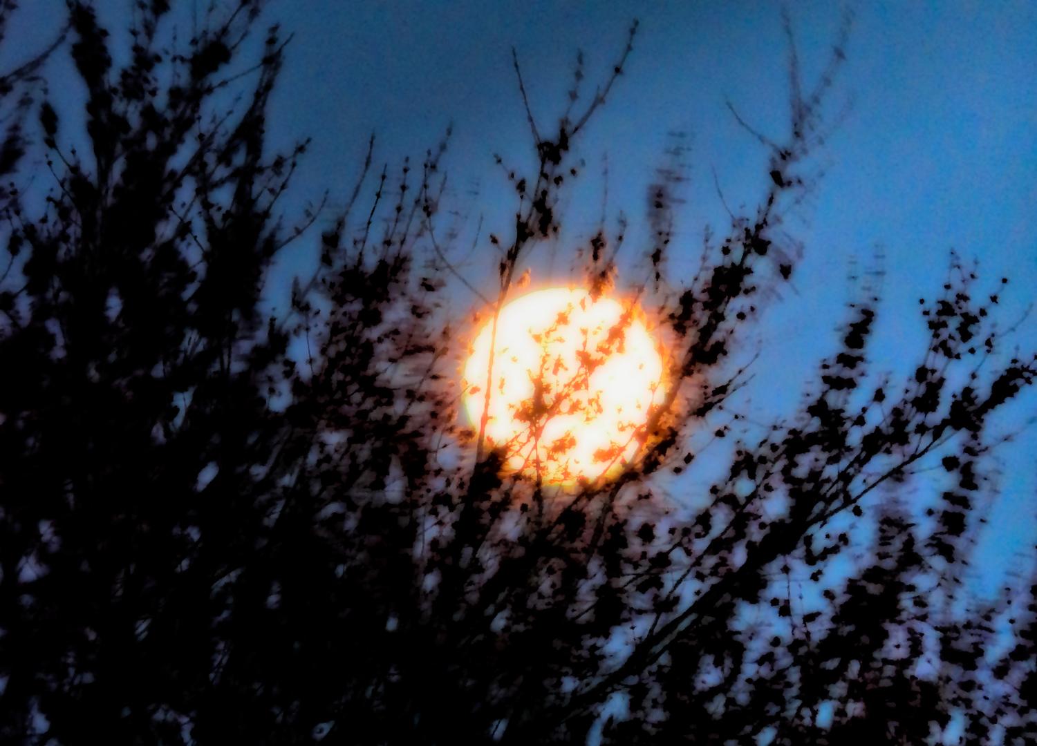  - The Moon in the trees #1 - Panasonic DMC-FZ18 - Tony Karp, design, art, photography, techno-impressionist, techno-impressionism, aerial photography , drone , drones , dji , mavic pro , video , 3D printing - Books -