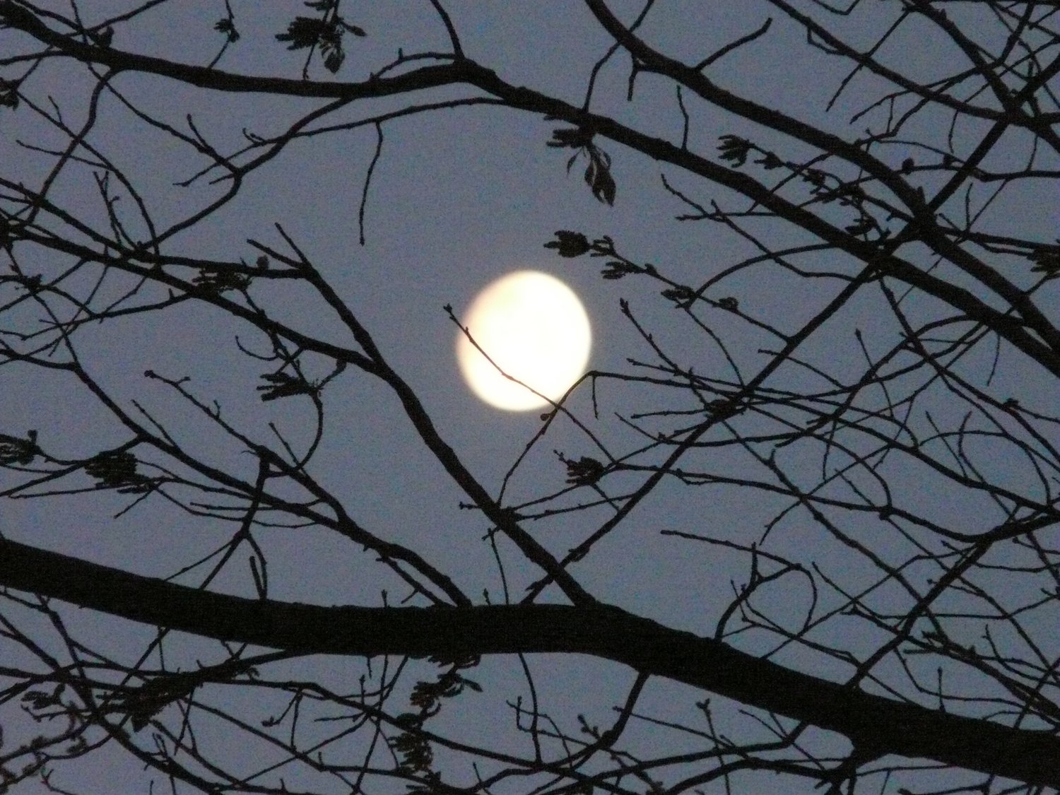  - The moon in the trees #2 - Panasonic DMC-FZ18 - Tony Karp, design, art, photography, techno-impressionist, techno-impressionism, aerial photography , drone , drones , dji , mavic pro , video , 3D printing - Books -