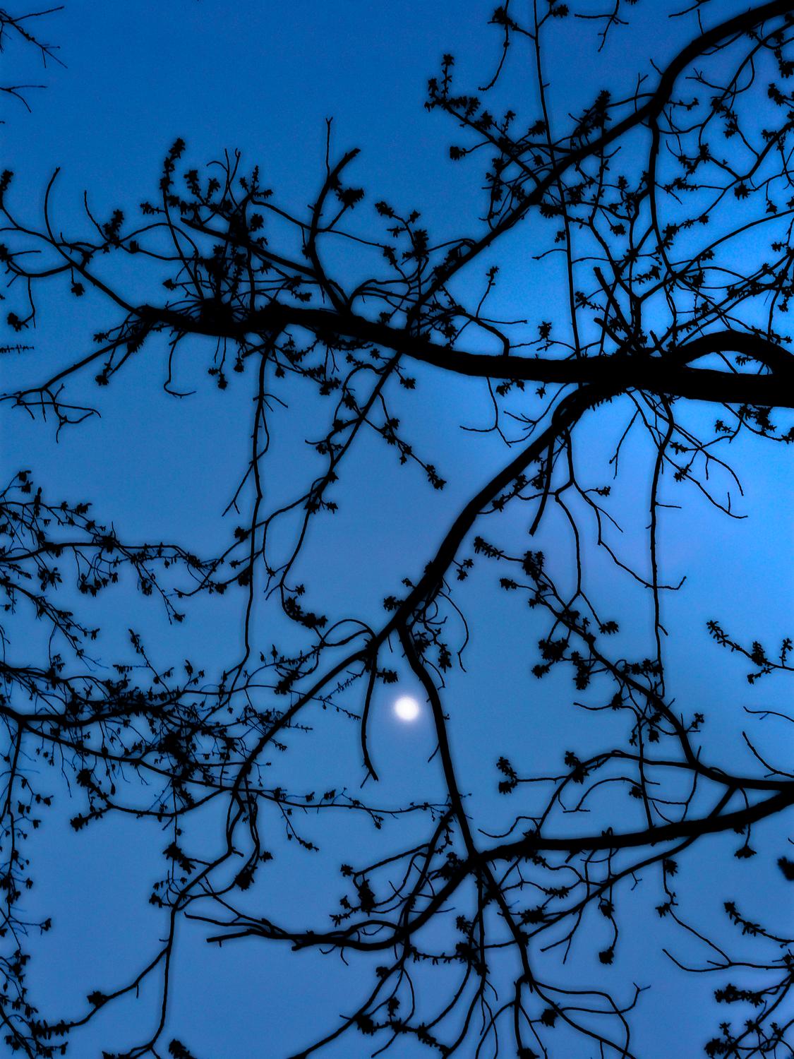 Moon in the trees - A tribute to the Apollo 11 astronauts - Tony Karp, design, art, photography, techno-impressionist, techno-impressionism, aerial photography , drone , drones , dji , mavic pro , video , 3D printing - Books -